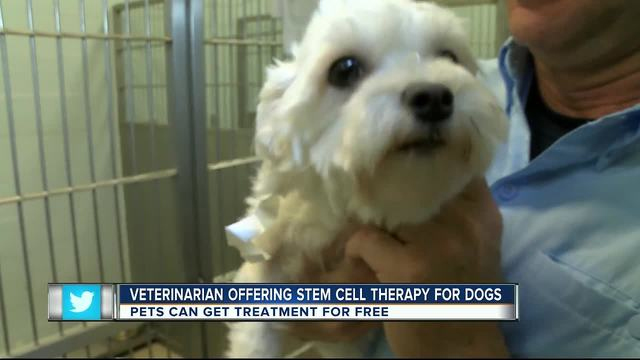 canine clinical trial stem cells arthritis
