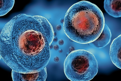 Umbilical Stem Cells Have Potential