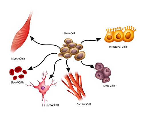 stem cells differentiate into other cell types