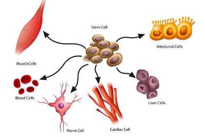 Stem Cells & Other Cell Types