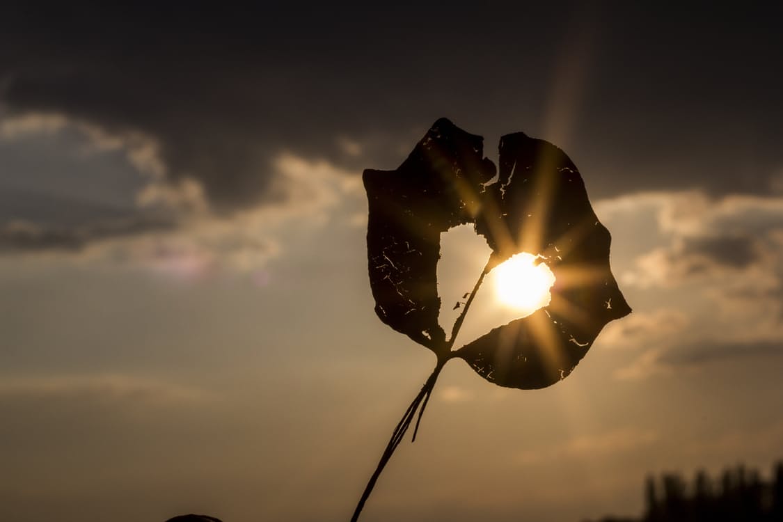 Sun shining through heart-shaped hole in leaf