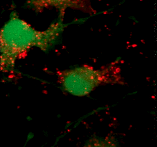 exosome-like microvesicles