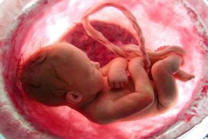 Baby in womb