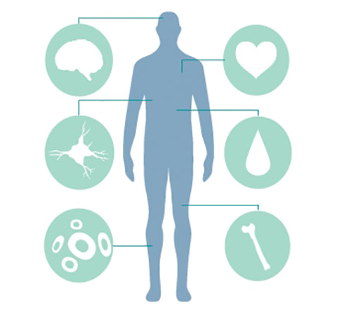 Embryonic Vs Adult Stem Cell Research