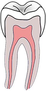 tooth pulp location